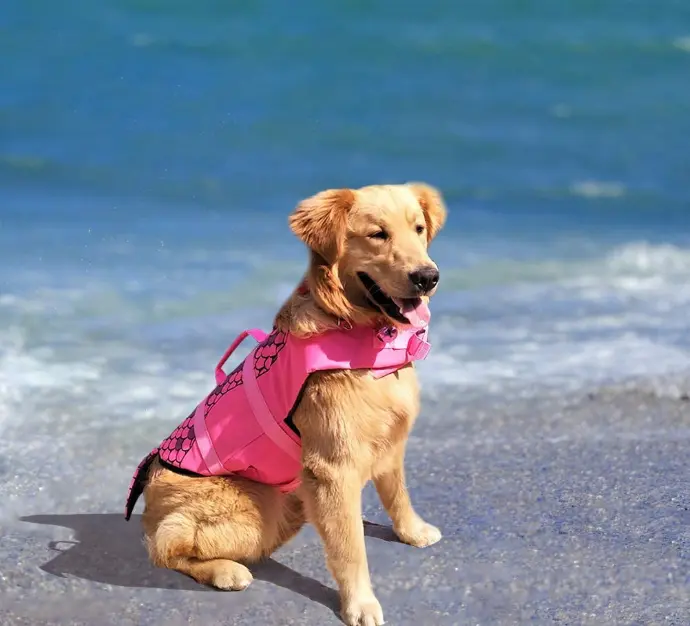 dog vest